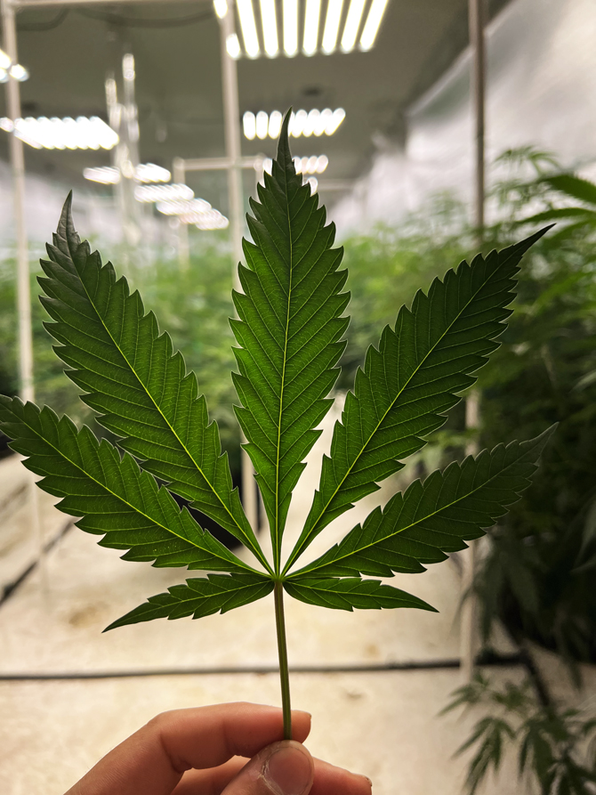 USA organic hemp by O2 organic farms